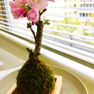 事務所の桜が咲きました♪